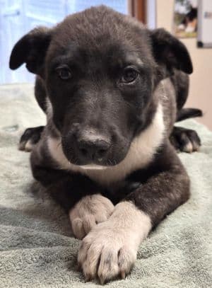 Roady - Pit Bull Terrier