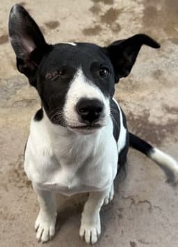 Domino image 1
