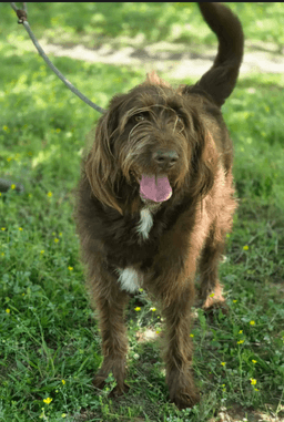 Bruno image 1