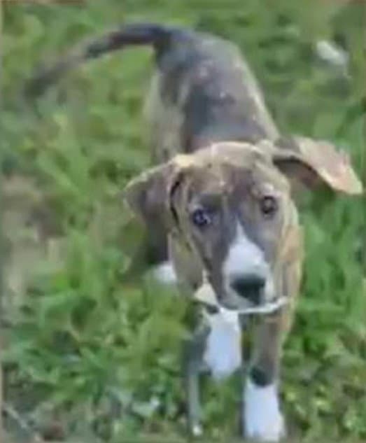 Gertrude Rose - Hound