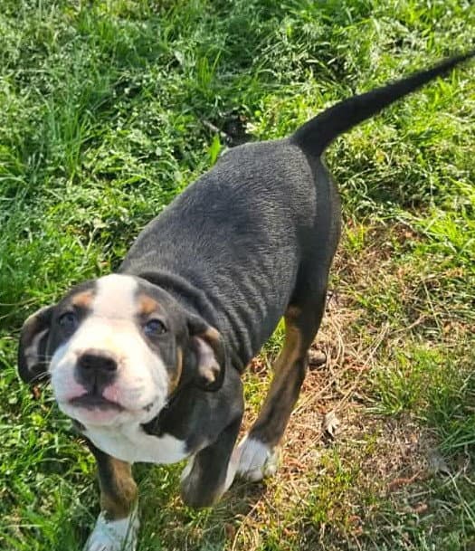 Mr Lincoln Rose - Hound