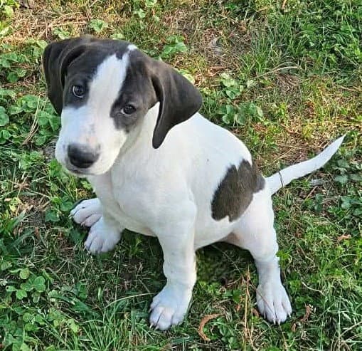 Pierre De Ronsard Rose - Hound