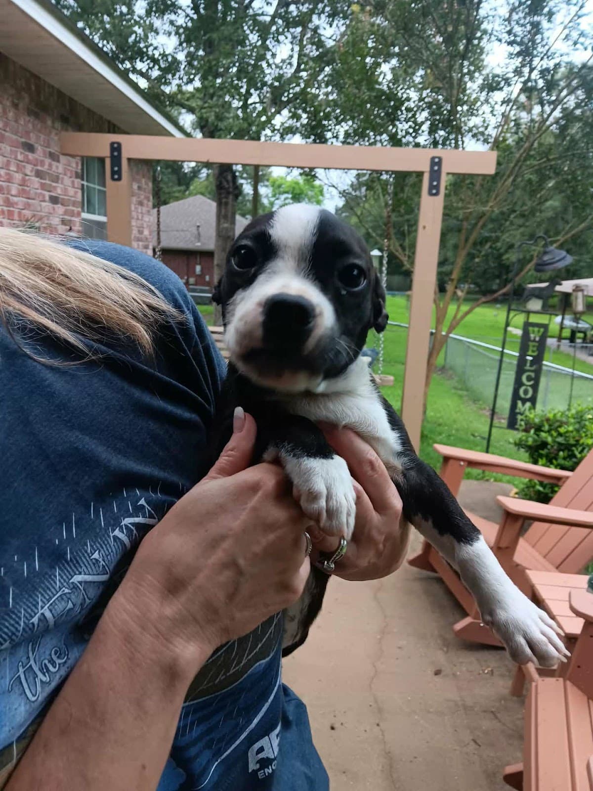 Frankie Footsie - Boston Terrier
