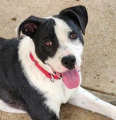 Major - Border Collie