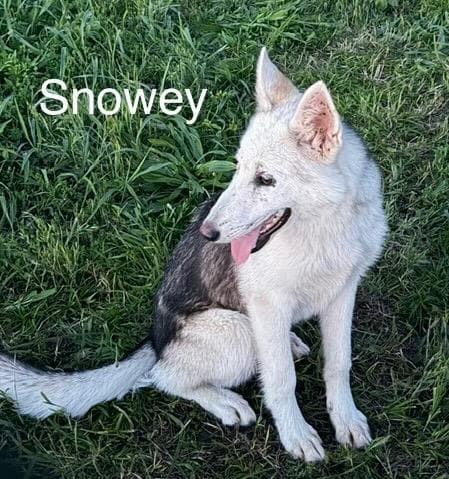 Snowey - Husky
