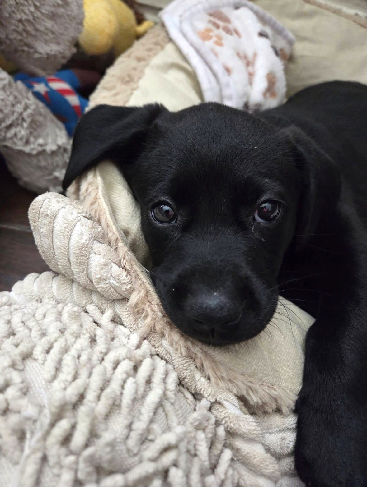 June Bug - Labrador Retriever