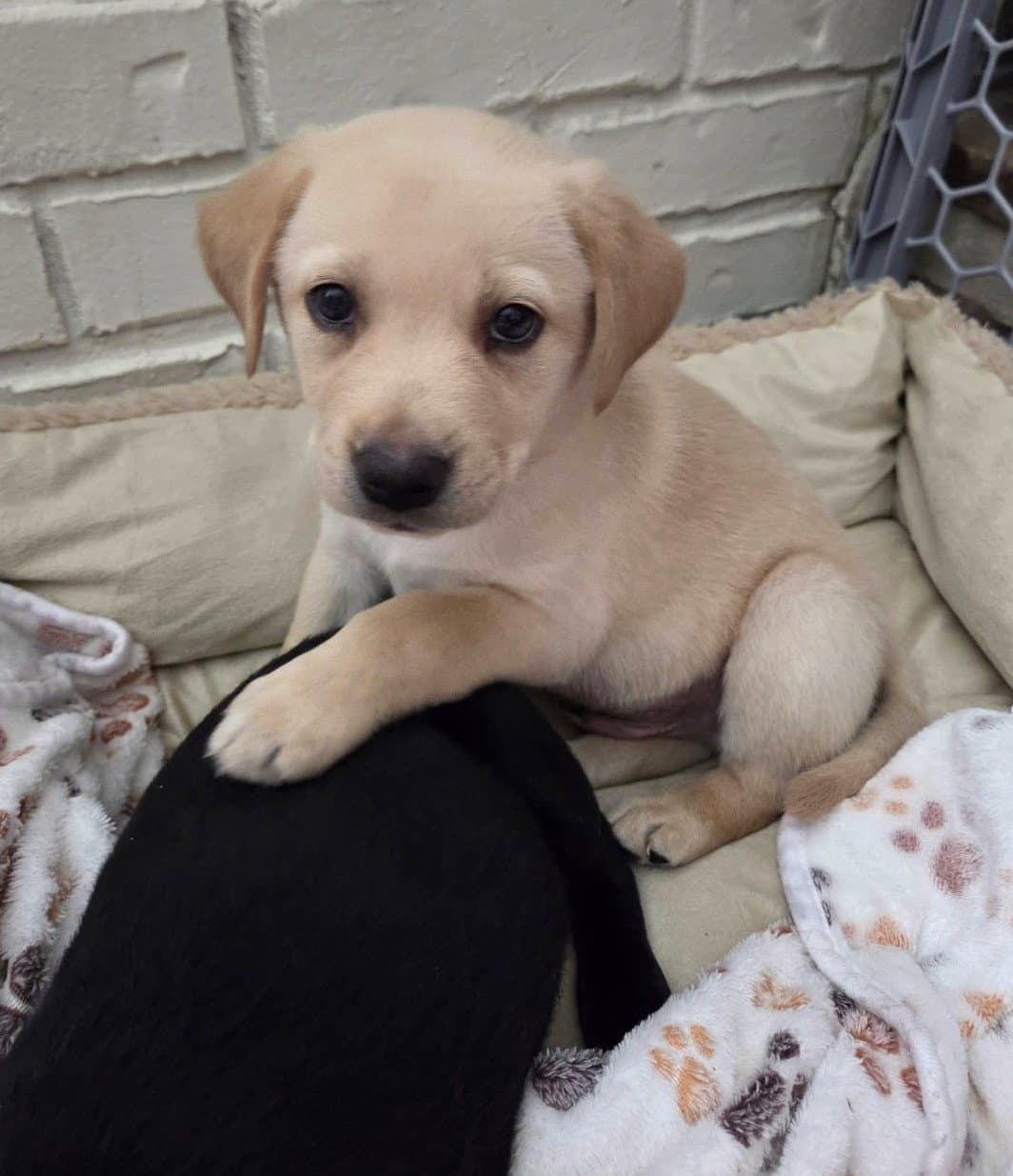 Bennie Bug - Labrador Retriever