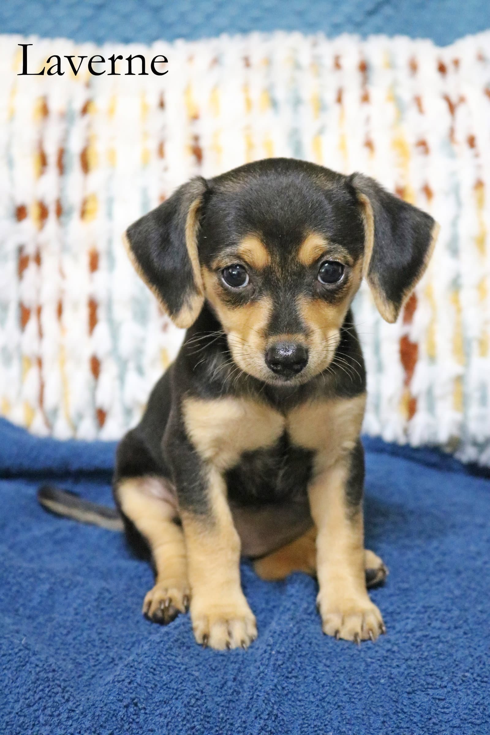 Laverne Shotz - Chihuahua