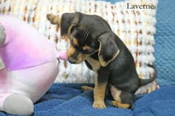 Laverne Shotz image 2