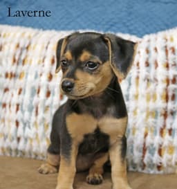 Laverne Shotz image 3