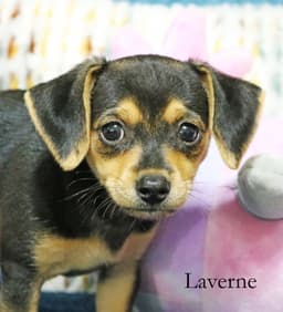 Laverne Shotz image 4