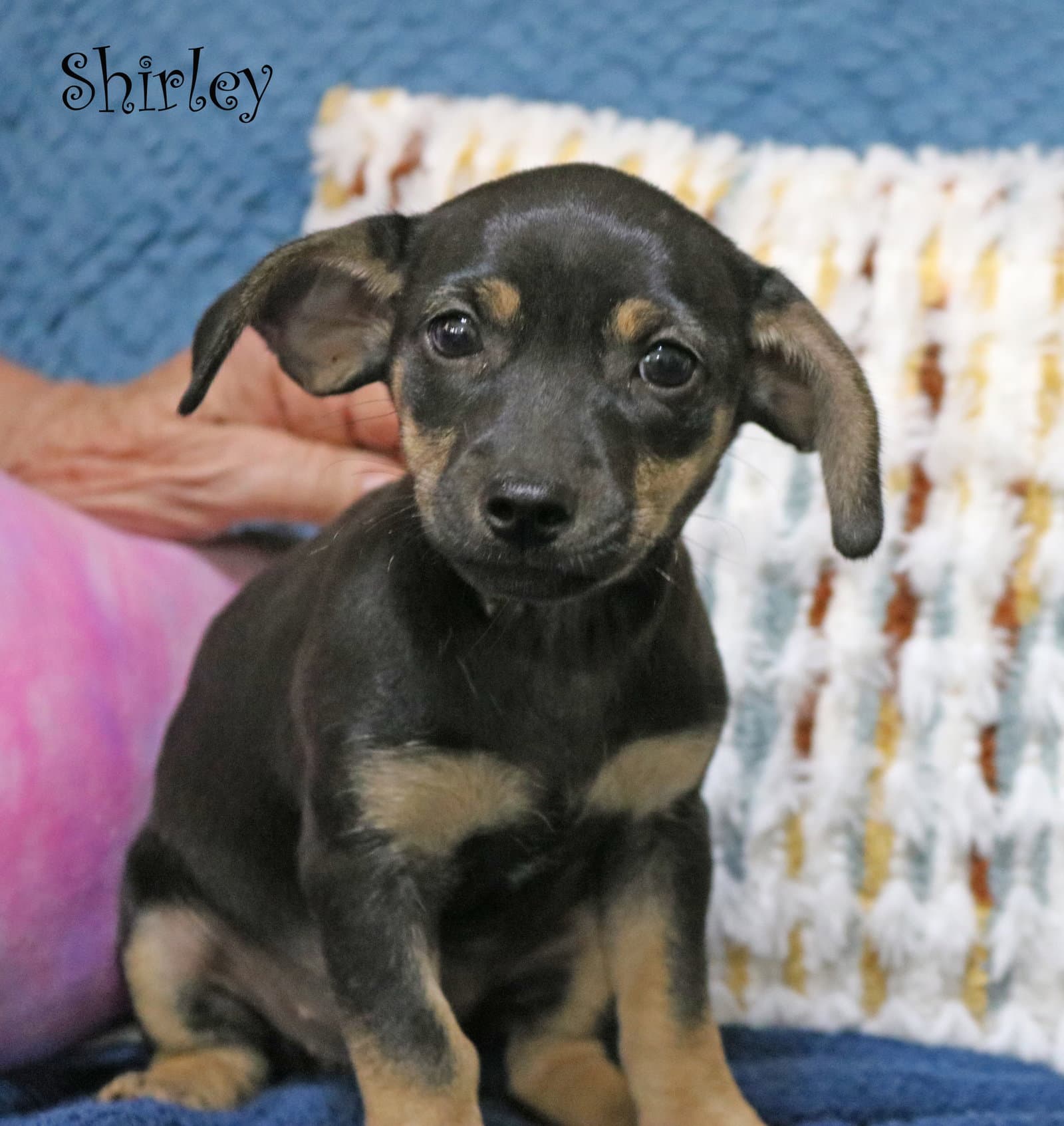 Shirley Shotz - Chihuahua