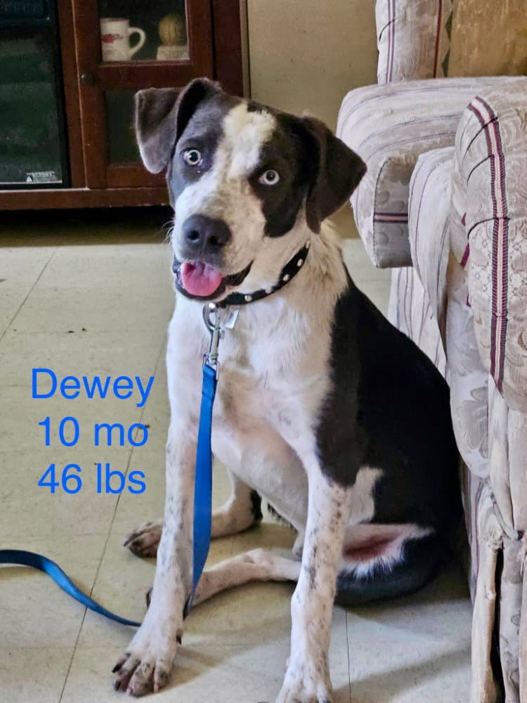 Dewey Way - Border Collie