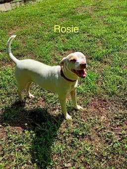 Rosie image 1