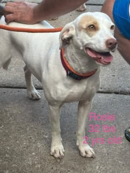 Rosie image 2