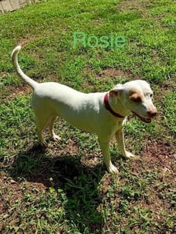 Rosie image 4