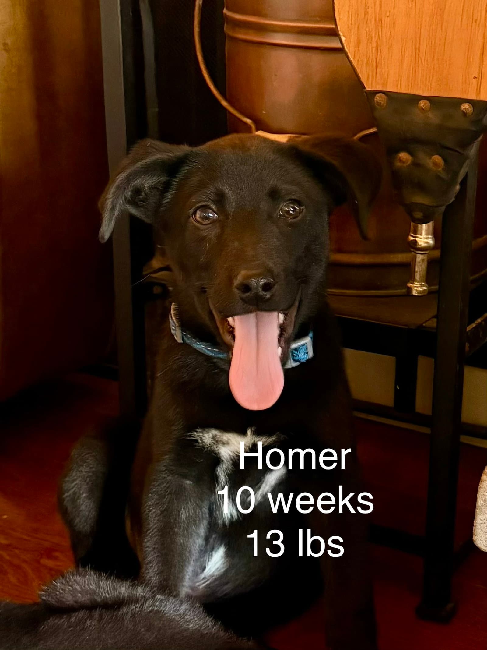 Homer Simp - Labrador Retriever