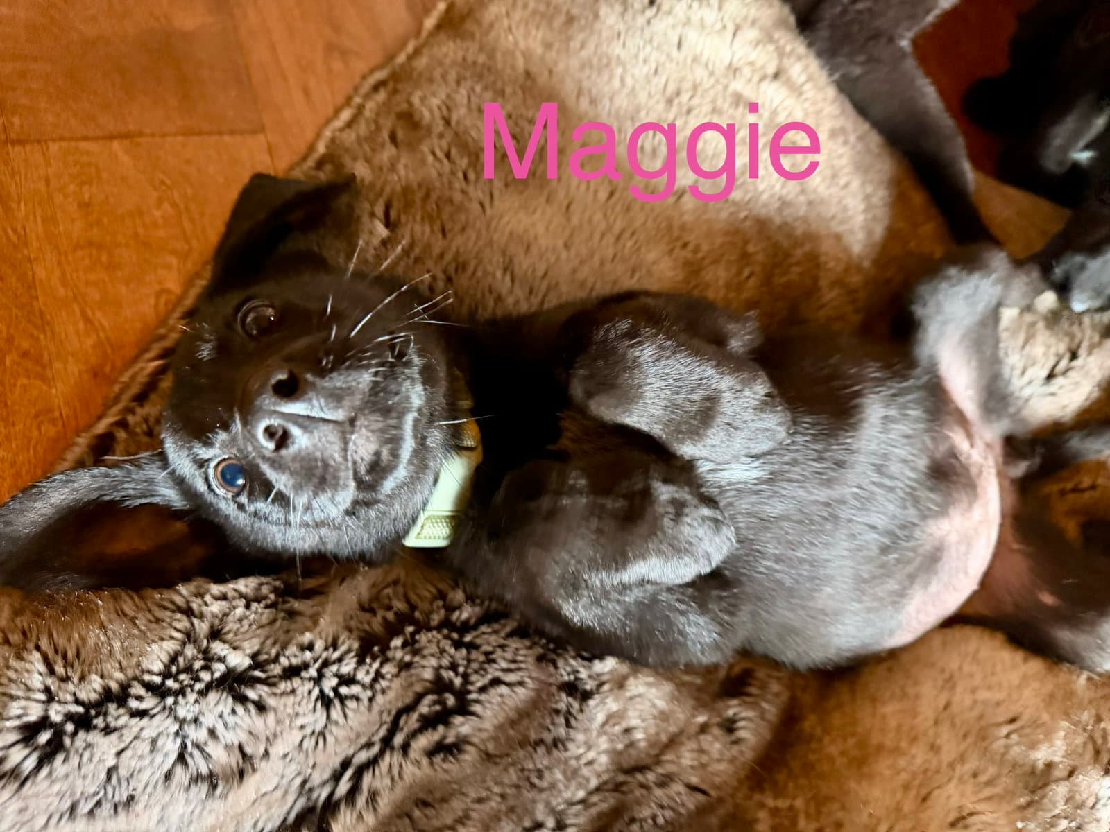 Maggie Simp