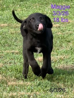 Maggie Simp image 2