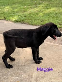 Maggie Simp image 3