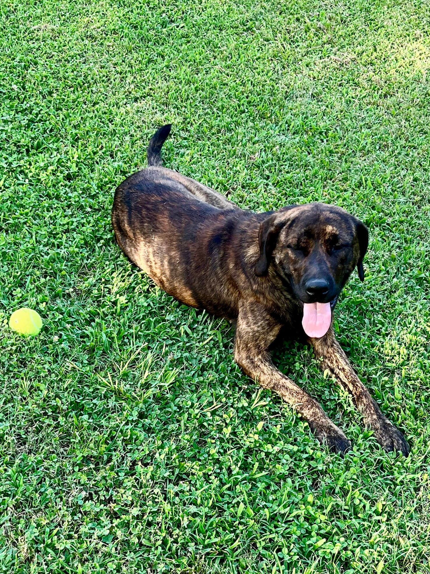 Charlie - Catahoula Leopard Dog