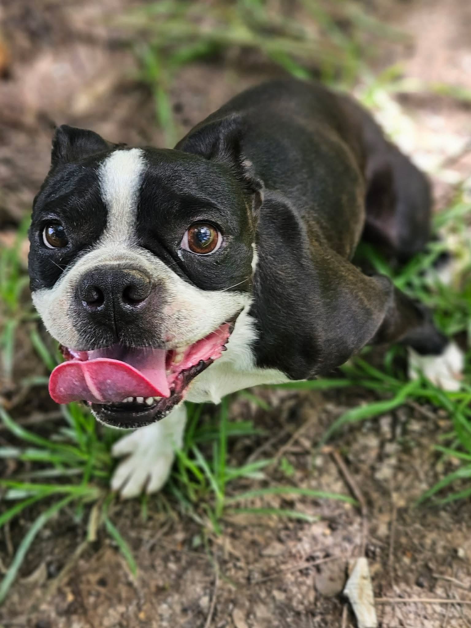 Iggy - Boston Terrier