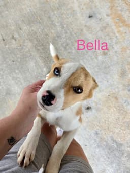 Bella Way image 4