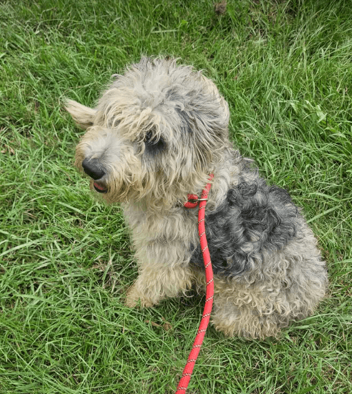 Logan - Poodle (Standard)