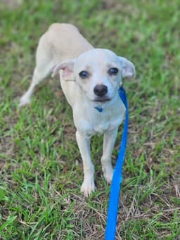 Creampuff Chi image 1