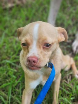 Babycakes Chi image 2