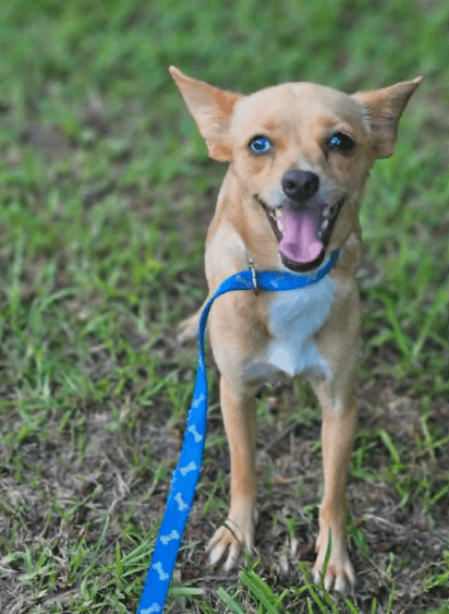 Midge Chi - Chihuahua