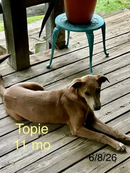 Topie Shape image 2