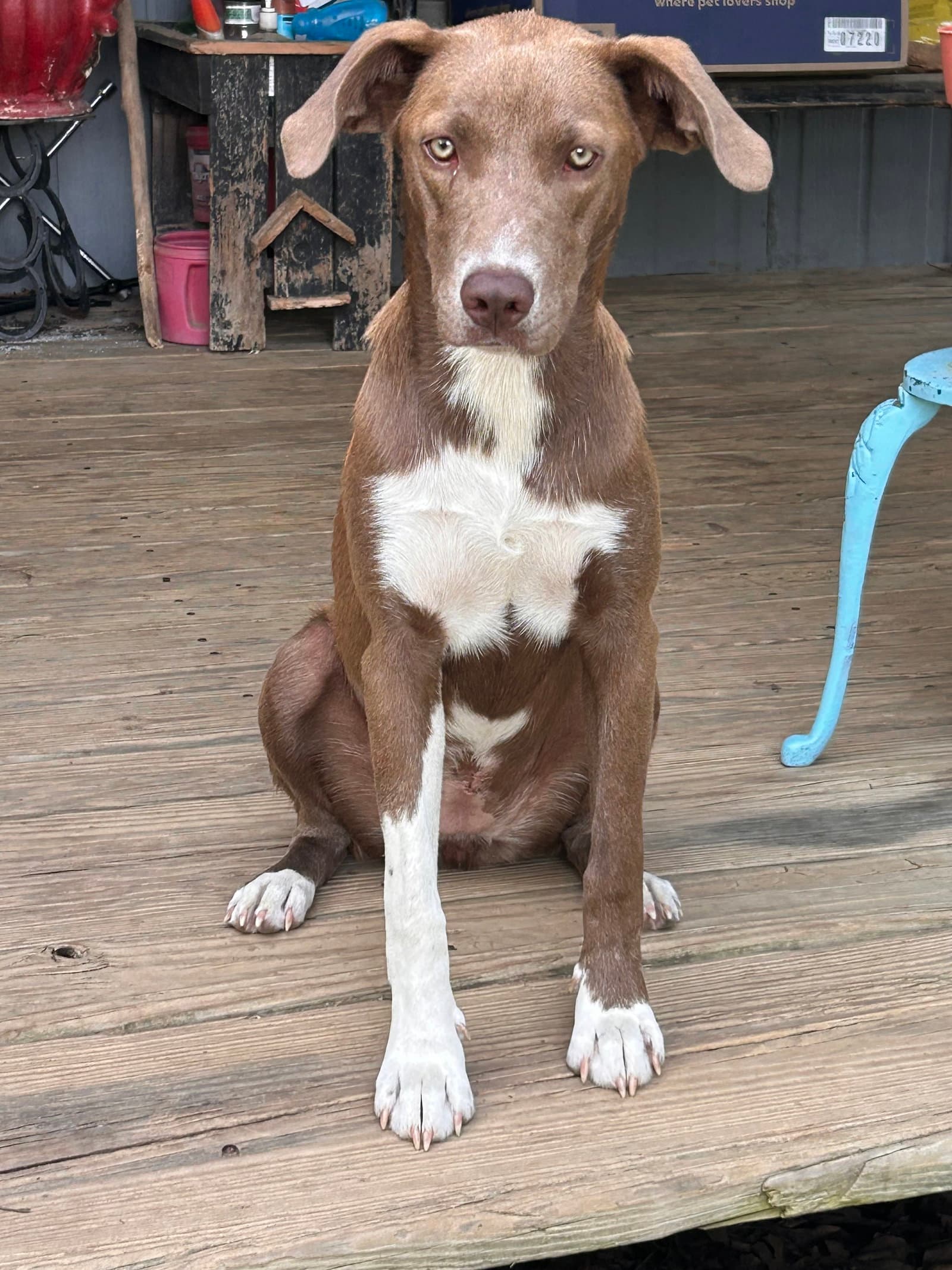 Tipie Shape - German Pinscher