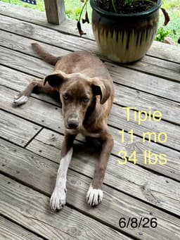Tipie Shape image 3