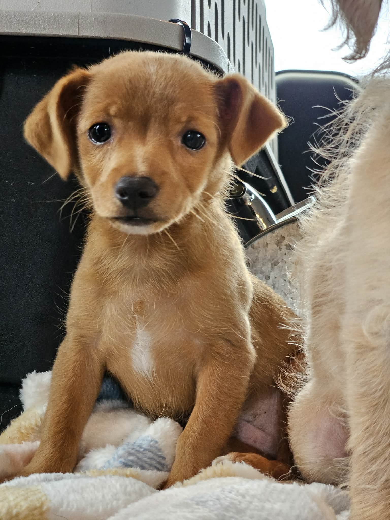 Peanut Butter Sandwich - Chihuahua