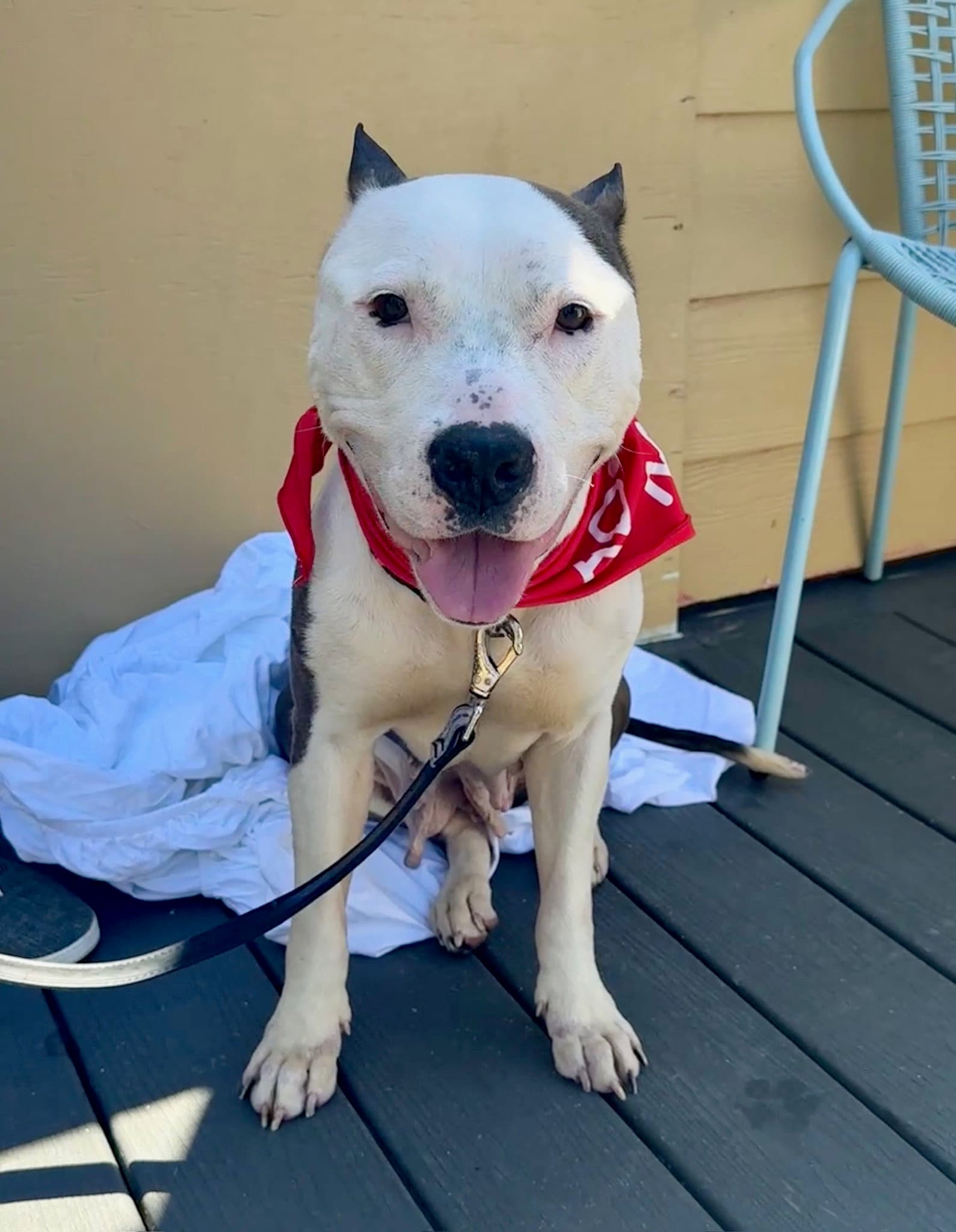 Harlow - American Pit Bull Terrier