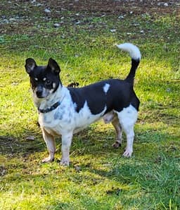 Roscoe image 2