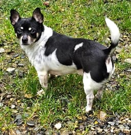 Roscoe image 1