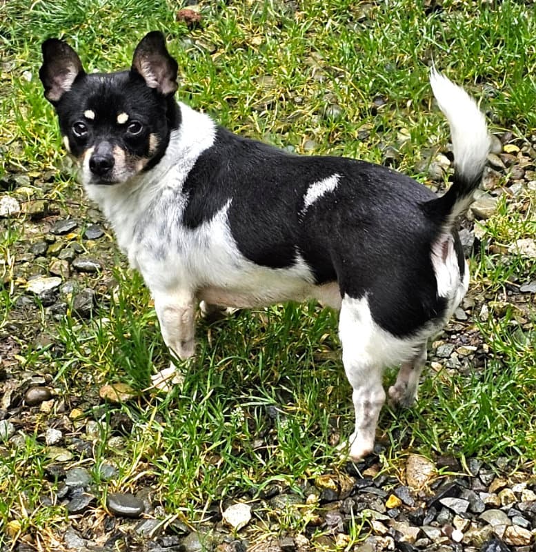 Roscoe - Rat Terrier
