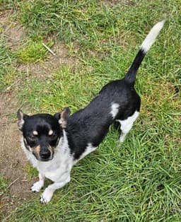 Roscoe image 3
