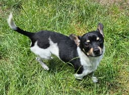 Roscoe image 4