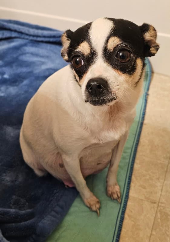Penelope - Chihuahua