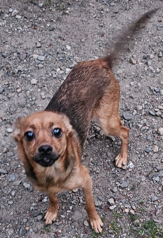 Bebe - Chihuahua