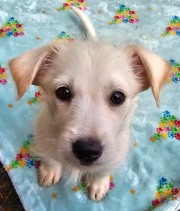 Lollie - Terrier