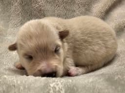 Louie image 2