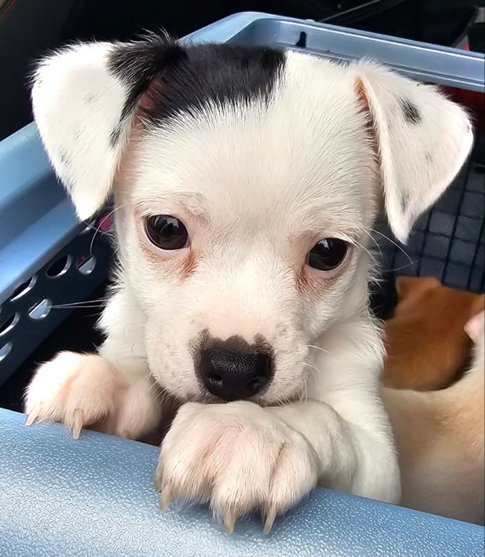 Pixel - Chihuahua