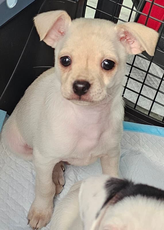 Prince - Chihuahua