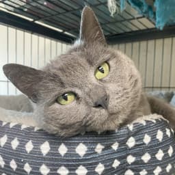 Stormy Felv Foster Cat image 1