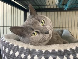 Stormy Felv Foster Cat image 2
