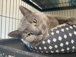 Stormy Felv Foster Cat image 3